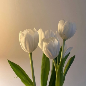 y-nghia-cua-hoa-tulip-trang