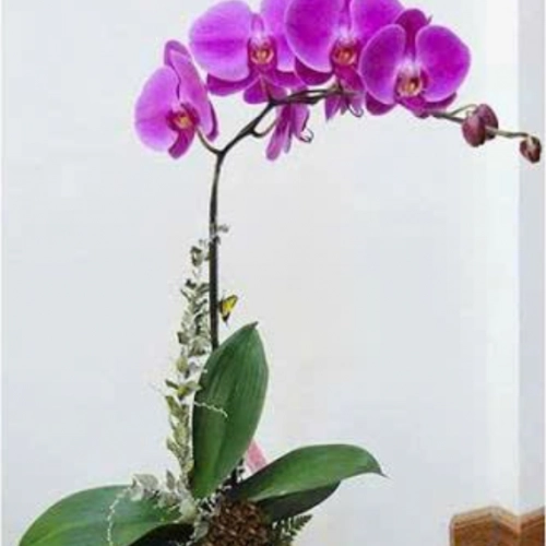 Mẫu 149