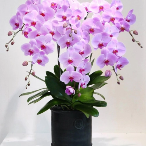 Mẫu 150