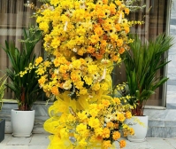 Lãng Hoa Chúc Mừng